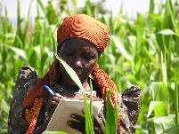 FFS Participant studying a maize plant